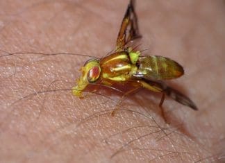 Yellow Fly Black Balls Available at Mosquito Control Office