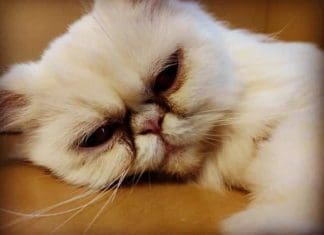 Alaqua’s Pet of the Month