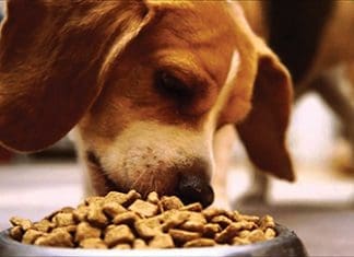 Tips from the Trainer: Feeding