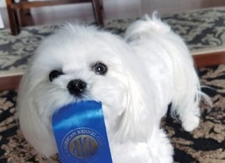Introducing Abbey…Therapy Dog at ECCAC