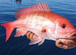 Boathouse Summer Slam Fishing Tournament