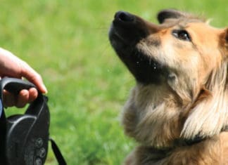 Tips from the Trainer: How Food Affects My Dog