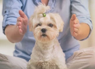 Introducing “Healing Touch” for Animals