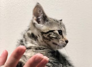 PAWS Clinic Closed, Emergency Fosters Needed