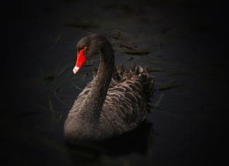 The Black Swan Has Appeared