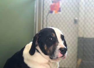 Alaqua’s Rescue Me Event May 14-17