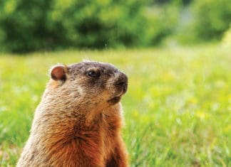 Surviving Groundhog’s Day