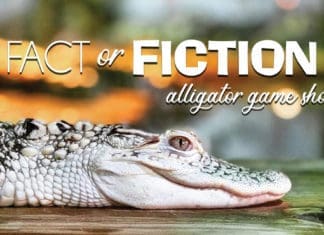 Alligator Game Show