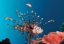 Lionfish Tourney Time!