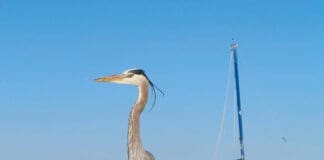 Choctawhatchee Bay