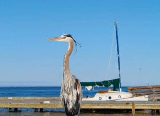 Protecting One of Our Community’s Greatest Assets: The Choctawhatchee Bay Choctawhatchee Bay