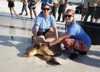 Saving the Sea Turtles Gulfarium CARE