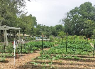 Managing Your Destin Garden