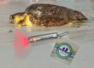 FREE Flashlights to Help Protect Sea Turtles