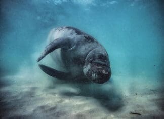 Manatees are in Motion!