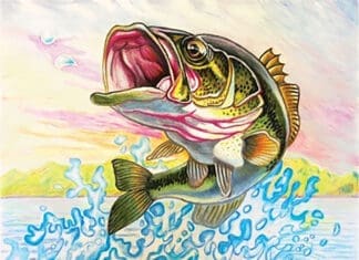 FWC Florida State Fish Art Contest