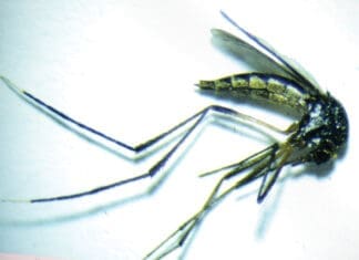 Mosquito Spraying Under Way
