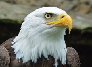 A Pastor’s Ponderings: The Way of the Eagle
