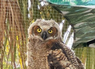 New Wildlife Hospital Opens in Freeport, Offering Hope and Healing to Florida’s Native Species