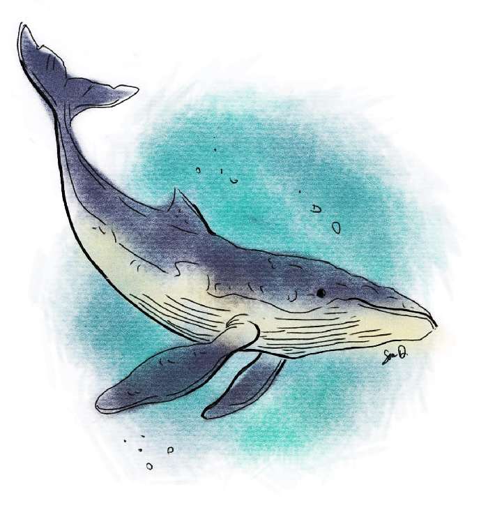 Sean Dietrich Whale Sean Dietrich Whale
