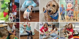 Dog Harmony Collage