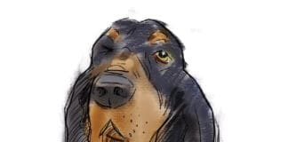 Sean Dietrich Dogs
