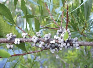 Spring Plants Wax Myrtle