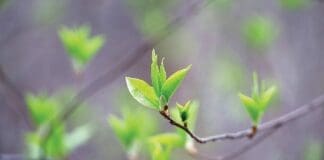 Chern Spring Tree Budding iStock 2209240562