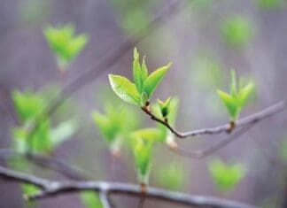Spring Momentum: Where Familiar Faces and New Friends Meet Chern Spring Tree Budding iStock 2209240562