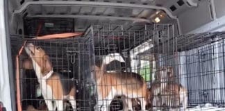 Alaqua Beagle Rescue