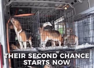 Alaqua Beagle Rescue