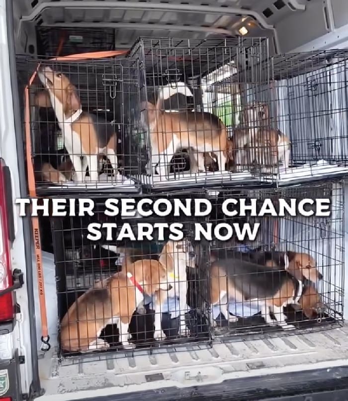 Alaqua Beagle Rescue Alaqua Beagle Rescue