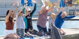 DiscoverDolphins