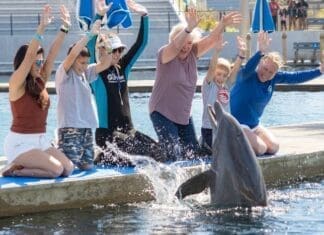 New Encounters and Old Friends: A Summer to Remember at Gulfarium DiscoverDolphins