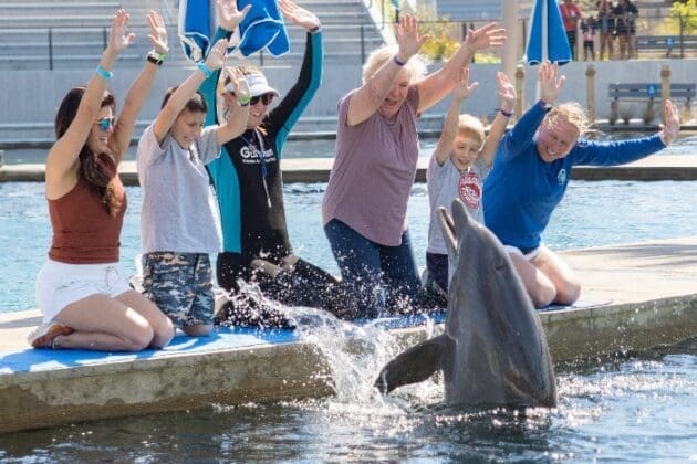 DiscoverDolphins