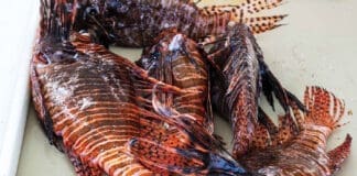 Lionfish2