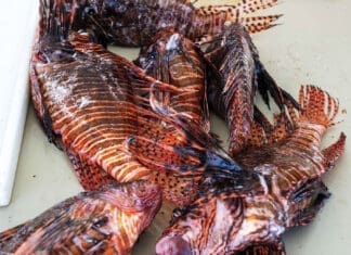 Emerald Coast Open Removes More Than 20,000 Lionfish Lionfish2