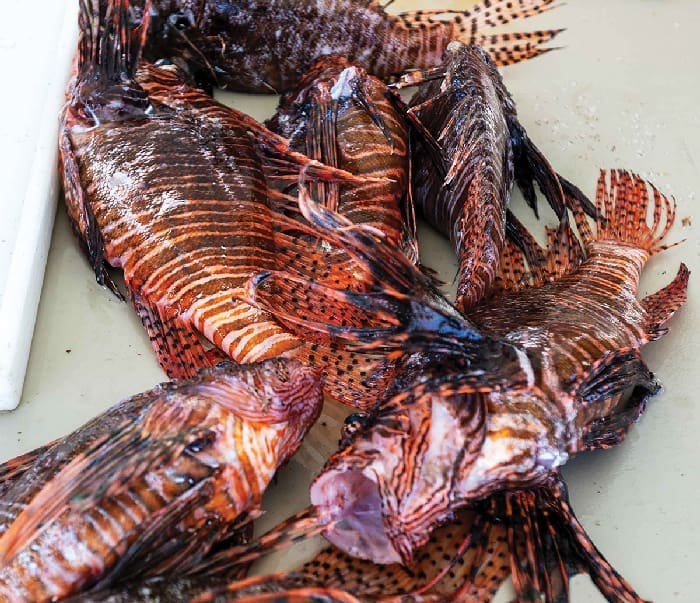 Lionfish2