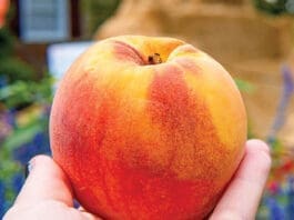 peach