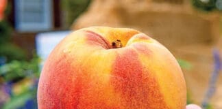peach