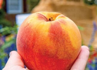 peach