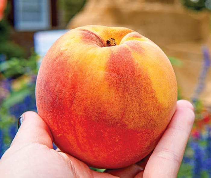 peach