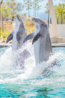 Gulfarium dolphins