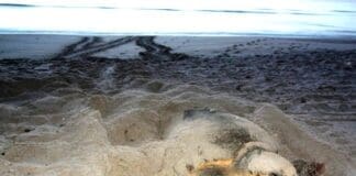 Turtle nesting