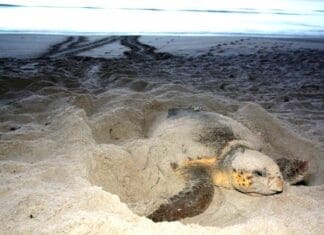 Lights Out for Loggerheads (and All Sea Turtles) Turtle nesting