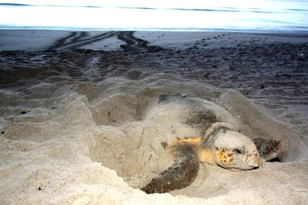 Turtle nesting Turtle nesting