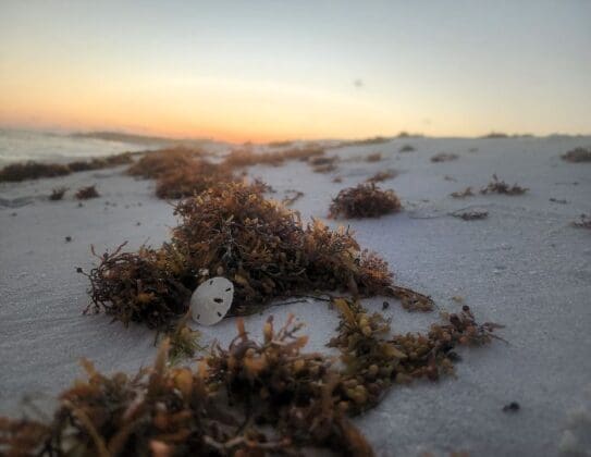 6 June 45 Sunset Sand Dollar