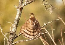 FIRST PLACE WINNER November 40 Sharp Shinned (Cooper s) Hawk Sunning