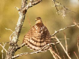 FIRST PLACE WINNER November 40 Sharp Shinned (Cooper s) Hawk Sunning