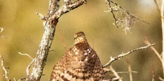 FIRST PLACE WINNER November 40 Sharp Shinned (Cooper s) Hawk Sunning